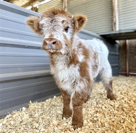 Fluffy cows for sale - Oliver Miniature Acres requests a 25% non-refundable deposit to keep a calf for you – payments are in cash, personal checks, PayPal, credit cards, debit cards, and bank drafts through their invoice app. 2. Pearly Ranch Miniature Cattle Co. Address: Troy, Texas. Phone: 254-721-4224. Email: kodi.tate@yahoo.com.